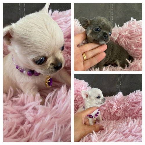 Élevage familial mais professionnel de chihuahuas