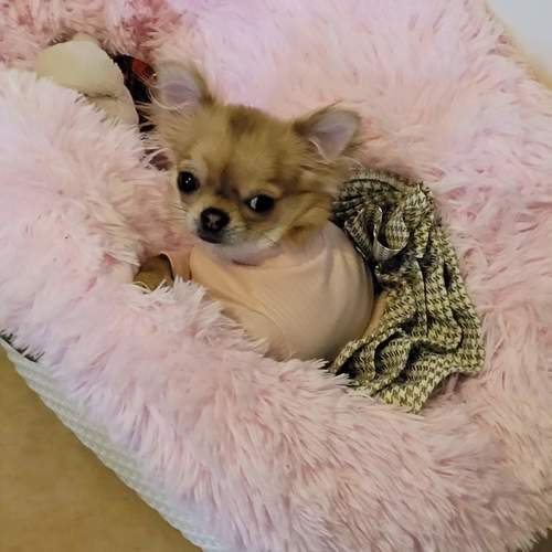 Elevage familial de chihuahua