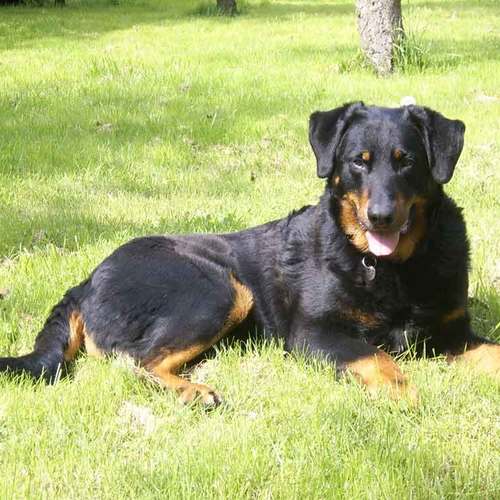 Beaucerons LOF gros gabarits de souches anciennes