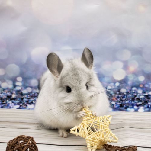 Elevage familial de chinchillas - pays de la loire