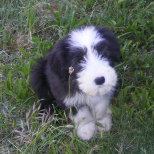 Eleveur : AU ROYAUME D'ENDJY