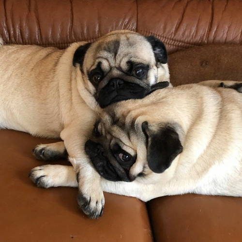 Magnifiques chiots carlin Lof