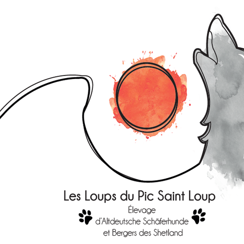 élevage berger allemand ancien type