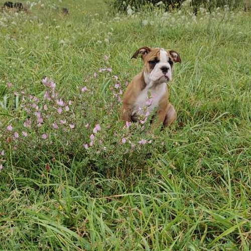 élevage de bulldog continental LOF