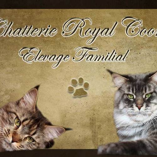 Chatterie Royal Coon