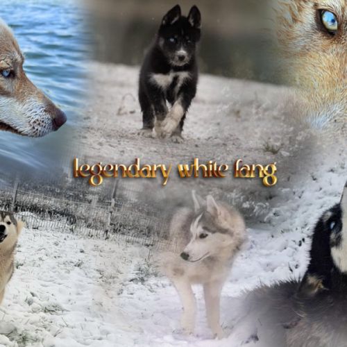 Élevage de husky sibérien