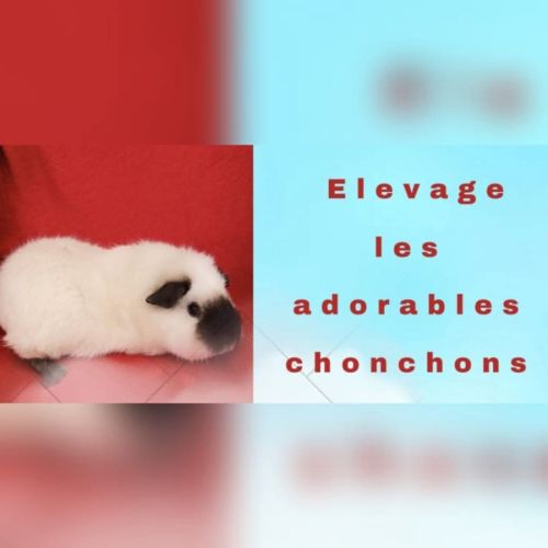 Les adorables chonchons/adopter un cochon d'inde