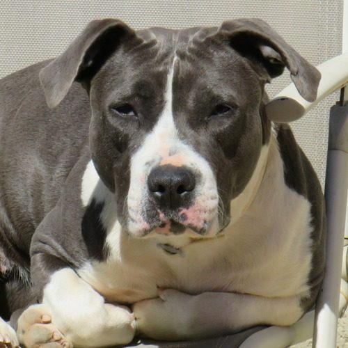 élevage KDBblueAmstaff situé dans le 13