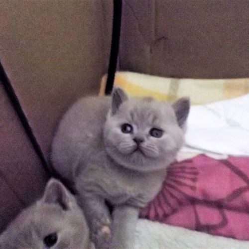 Bienvenue à la chatterie de la miko