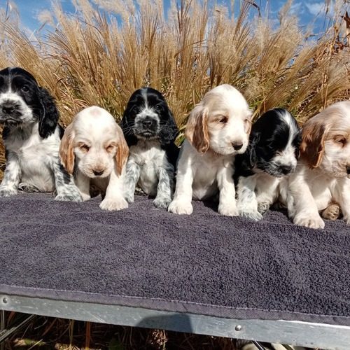 Cockers Anglais et Goldens retrievers LOF