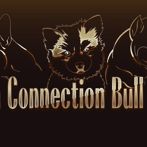 Elevage familial de Bouledogue Français.