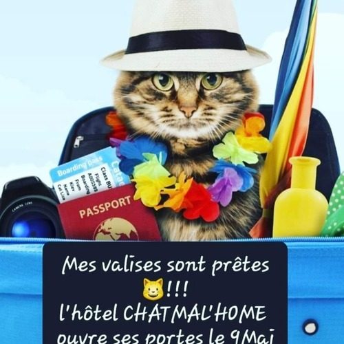 Hôtel pour chats