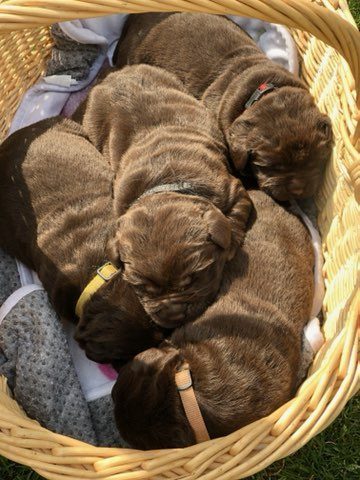 élevage de Labrador chocolat