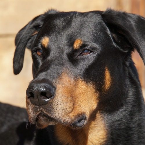 Elevage de beauceron LOF