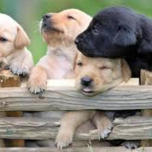 Élevage : labrador retriever