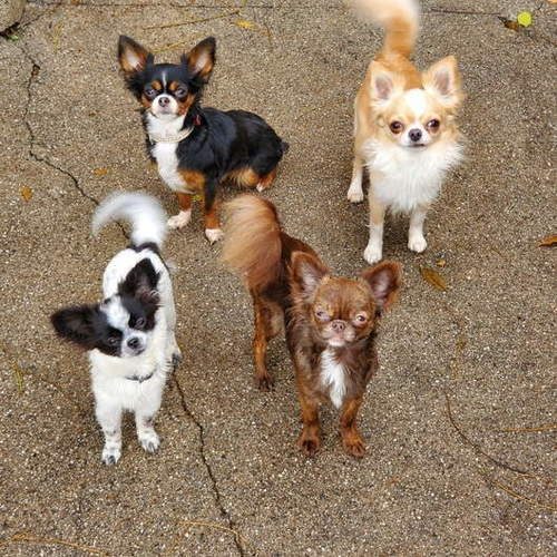 Elevage des petits cevenols