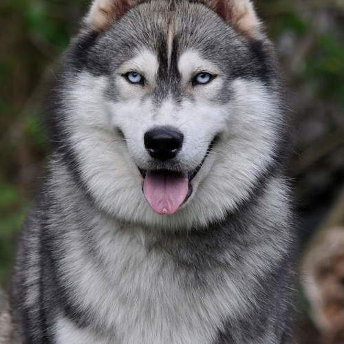 Elevage de Husky Angel inside