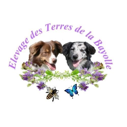 Elevage familial de berger américain miniature