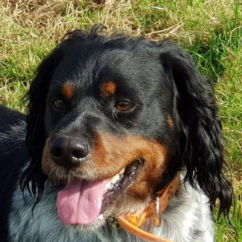 Elevage du pays des bruyères