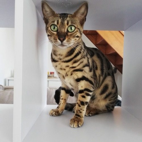 Elevage de Bengal