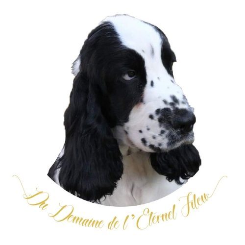 Elevage Familiale de Cocker Anglais