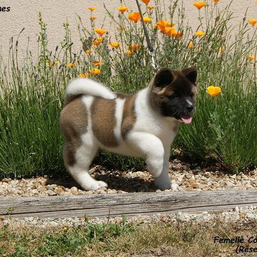 Akita Américain de Milantosa