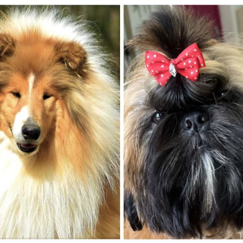 Élevage de pepsie pep’s