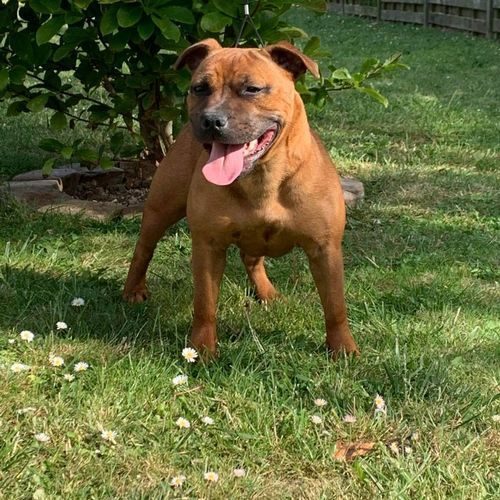 élevage de staffordshire bull terrier