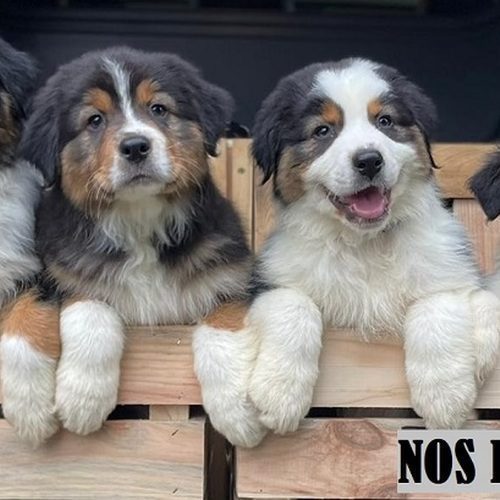 Elevage de berger australien