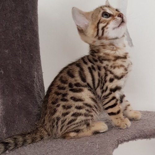 Chaton Bengal