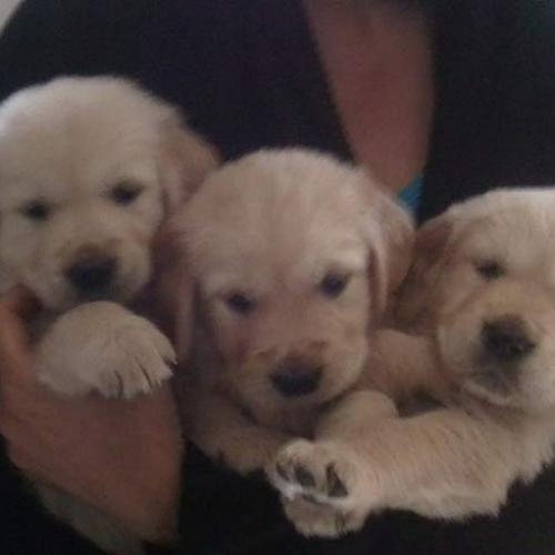 Élevage : golden retriever