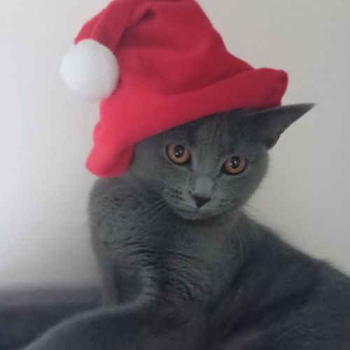 Les chartreux de la lignée d'estrée