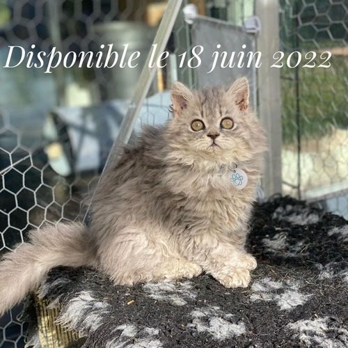 Chaton Selkirk Rex ou chat mouton en Haute Saône