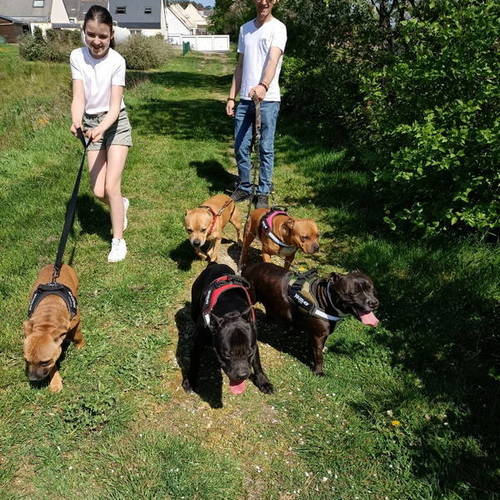 Elevage familial de staffis