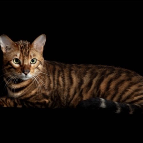 élevage de Toyger LOOF