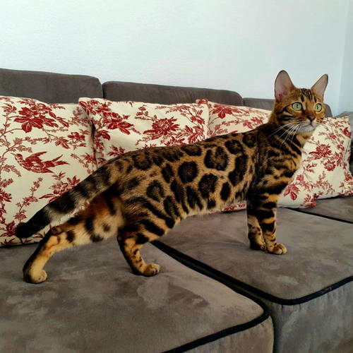 élevage de bengal Prestigiouscats