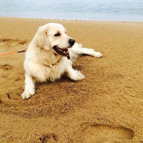 Elevage de golden Retriever