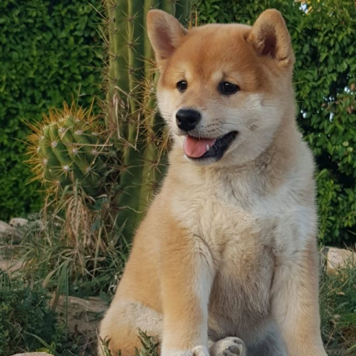 Elevage de shiba inu