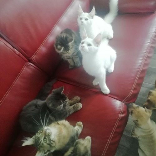 élevage de main coon Loof