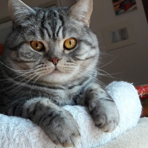 Chatterie de Britishs’Garden