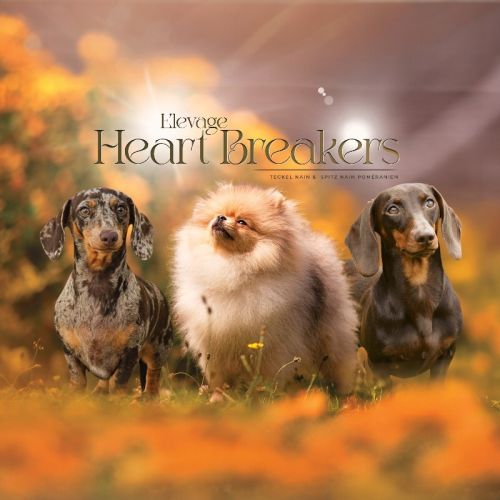 Élevage de teckels : petit chien, grand charme !