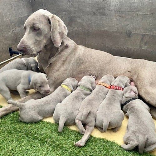 élevage de braque de weimar