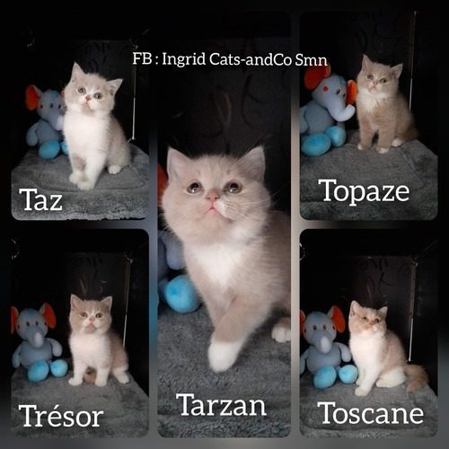 Elevage de British Shorthair LOOF