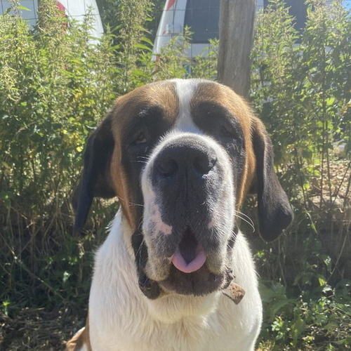 élevage de Saint Bernard