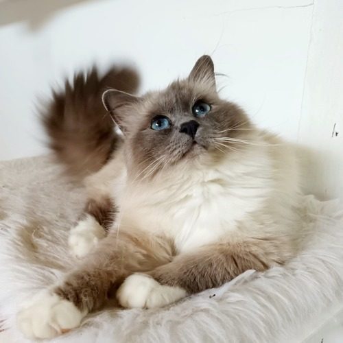 élevage de Sacré de Birmanie Loof