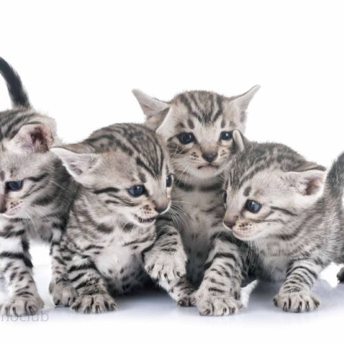 Kha'el bengal (chatons bengal silver, brown, snow)