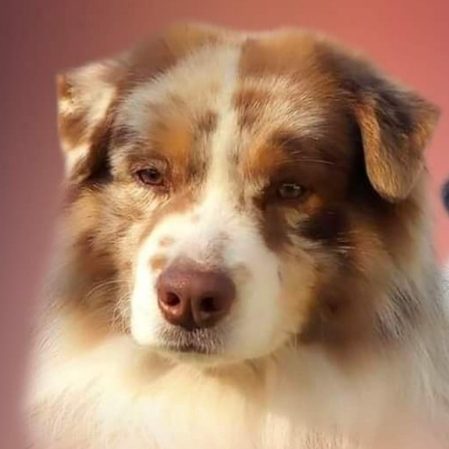 élevage de Berger Australien Lof