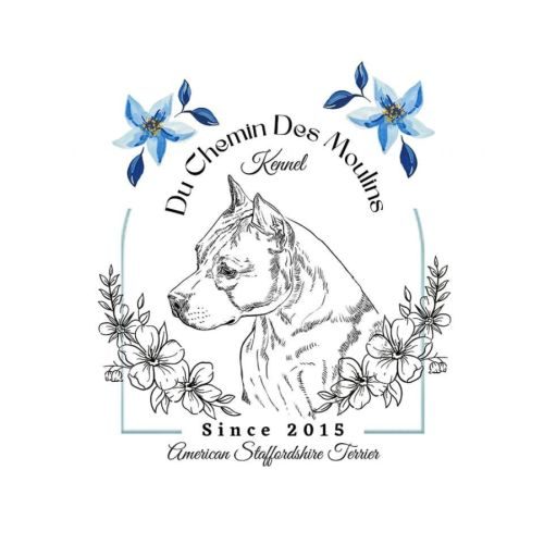 Eleveurs american staffordshire terrier lof