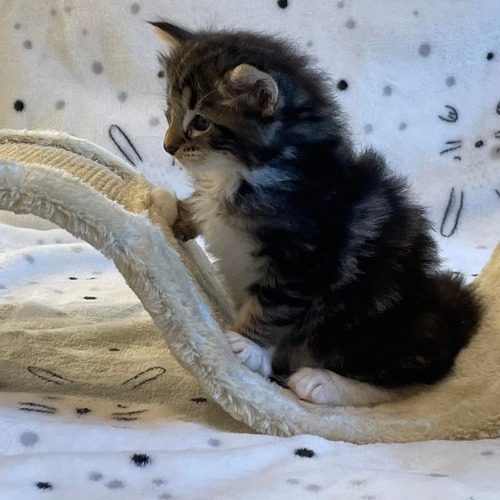 élevage de chat norvégien