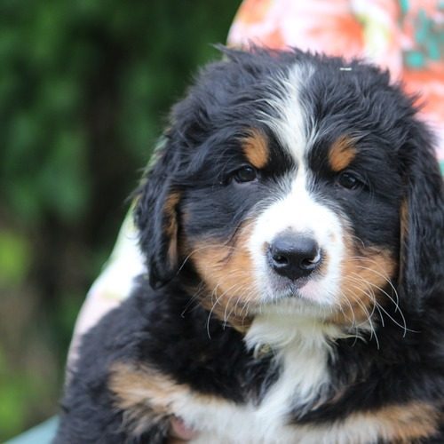 élevage de Bouviers Bernois Du HARAS DE SCHAMBERG